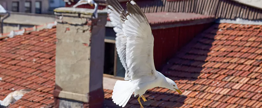 Residential Chimney Animal Removal Solution in Railroad Square District, CA